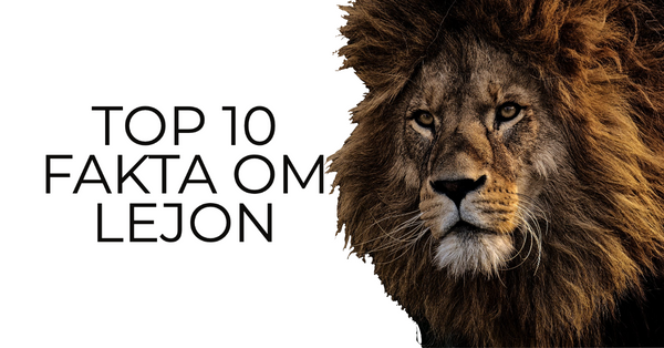 Top 10 Lejon Fakta