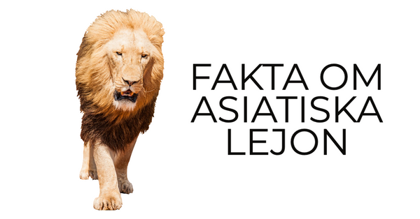 Asiatiska Lejon Biografi