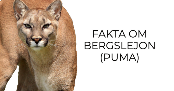 Fakta Om Puma 