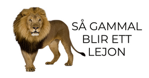 Så Gammal Blir Ett Lejon