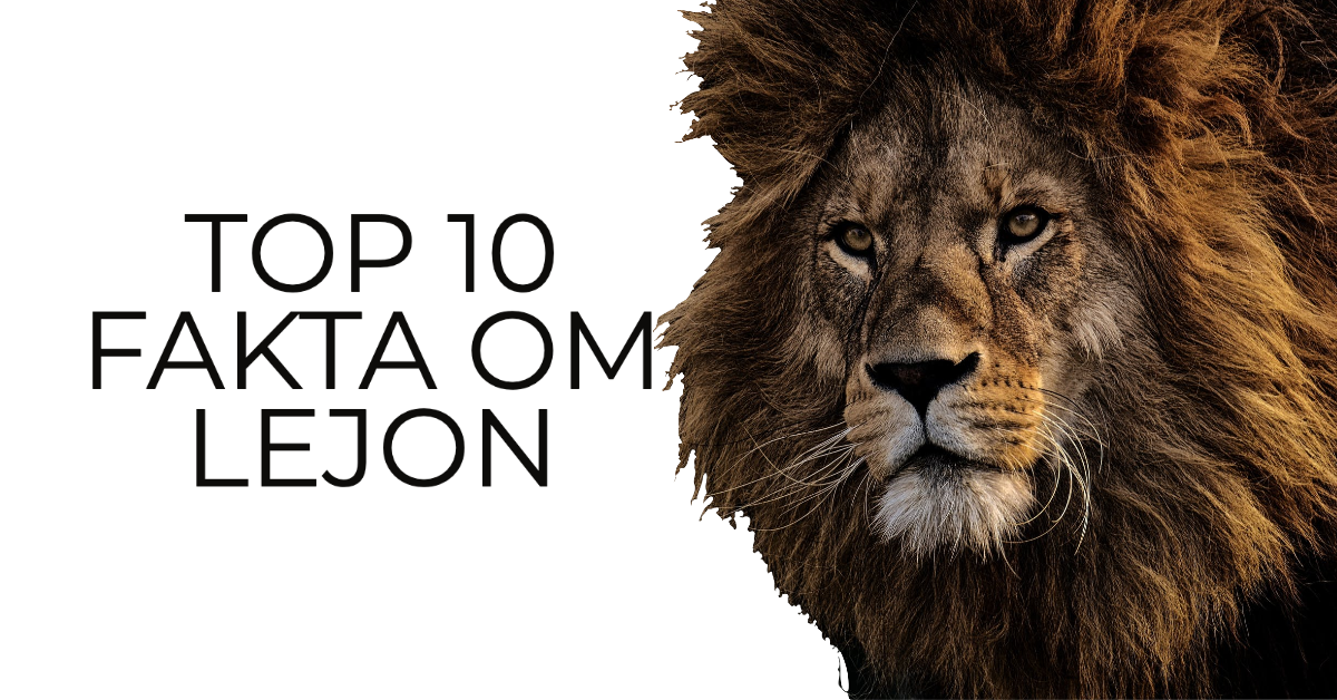 Top 10 Fakta Om Lejon – Pride of Lions